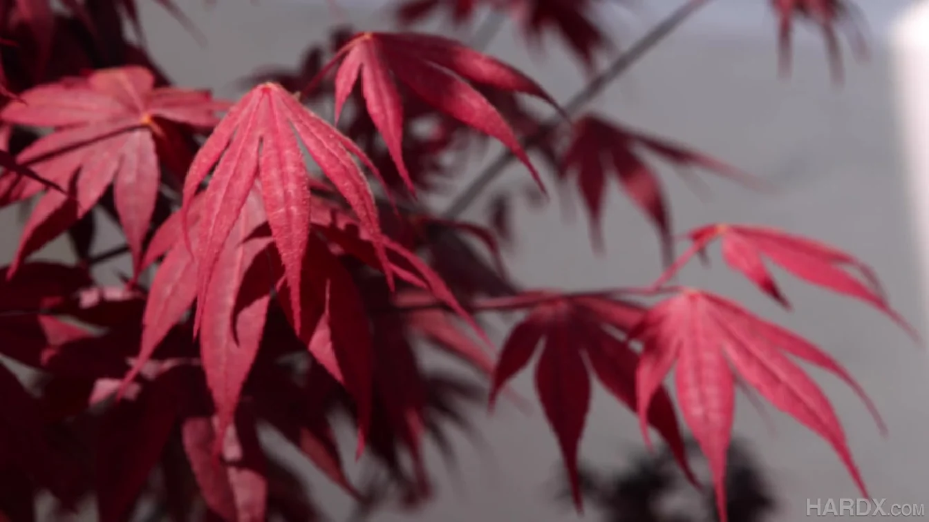 HardX Sky Wonderland XXX